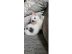 Adopt Spanky a Black & White or Tuxedo Domestic Shorthair (short coat) cat in