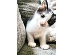 Adopt ALFALFA a Black & White or Tuxedo Domestic Shorthair (short coat) cat in