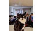 Adopt Mittens a Black & White or Tuxedo Domestic Shorthair / Mixed (medium coat)