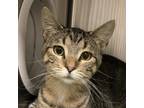 Adopt Cat Stevens a Domestic Shorthair / Mixed cat in Sheboygan, WI (41476610)