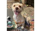 Adopt Maxx Winwood a White Shih Tzu / Mixed dog in Alpharetta, GA (41475916)