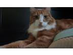 Adopt Havoc a Orange or Red Tabby Domestic Longhair / Mixed (long coat) cat in