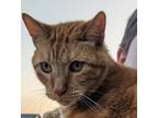 Adopt Penny -- Bonded Buddy With Carl a Domestic Shorthair / Mixed cat in Des