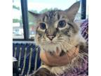 Adopt Anubis a Domestic Shorthair / Mixed cat in Des Moines, IA (41476604)