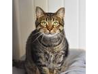 Adopt Kona -- Bonded Buddy With Beans a Domestic Shorthair / Mixed cat in Des