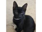 Adopt Tom #brother-of-Jerry a All Black Bombay / Mixed (short coat) cat in
