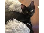 Adopt Jerry #brother-of-Tom a All Black Bombay / Mixed (short coat) cat in