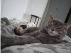 Adopt Scout a Calico or Dilute Calico Calico / Mixed (medium coat) cat in