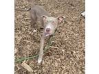 Adopt Wiggles a Pit Bull Terrier / Mixed dog in Lincoln, NE (41476577)