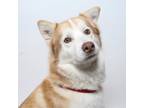 Adopt Aries a Alaskan Malamute / Mixed dog in San Luis Obispo, CA (41476572)