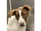Adopt Luna a Australian Cattle Dog / Mixed dog in Houston, TX (41476564)