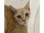Adopt Nodal a Domestic Shorthair / Mixed cat in Houston, TX (41476562)