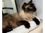 Adopt Dongwa a Himalayan / Mixed cat in Houston, TX (41476559)