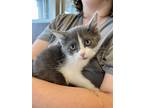 Adopt Fred Jones a Domestic Shorthair / Mixed cat in Topeka, KS (41476553)