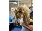 Adopt Bunny Sue a Lop, English / Mixed rabbit in Topeka, KS (41476551)