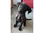 Adopt Marigold a Labrador Retriever / Mixed dog in Topeka, KS (41476549)