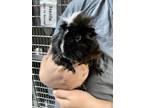 Adopt Skunk a Guinea Pig small animal in Topeka, KS (41476547)