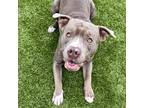 Adopt Legacy a American Pit Bull Terrier / Mixed dog in Des Moines