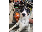 Adopt LuLu URGENT a Rat Terrier / Mixed dog in Scottsboro, AL (41476597)
