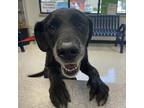 Adopt Sassy a Labrador Retriever / Mixed dog in Des Moines, IA (41476593)