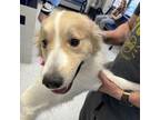 Adopt Bella a Great Pyrenees / Mixed dog in Des Moines, IA (41476591)