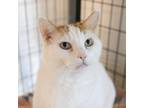 Adopt Carl -- Bonded Buddy With Penny a Domestic Shorthair / Mixed cat in Des
