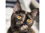 Adopt Tootsie a Domestic Shorthair / Mixed cat in Des Moines, IA (41476588)