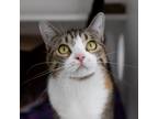 Adopt Dawn a Domestic Shorthair / Mixed cat in Des Moines, IA (41476587)