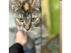 Adopt Kami a Domestic Shorthair / Mixed cat in Des Moines, IA (41476585)