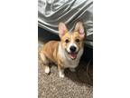 Adopt Loki Pokey a White - with Tan, Yellow or Fawn Welsh Corgi / Mixed dog in