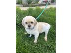 Adopt Ally a White - with Red, Golden, Orange or Chestnut Shih Tzu / Mixed dog