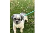 Adopt Abby a White - with Gray or Silver Shih Tzu / Mixed dog in Hainesville