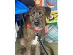 Adopt Winston a Brindle Standard Schnauzer / Terrier (Unknown Type