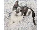 Adopt Poppy a Gray or Blue Domestic Shorthair / Mixed (short coat) cat in League