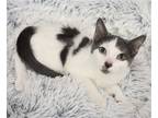 Adopt Piper a Domestic Shorthair / Mixed cat in League City, TX (41476508)