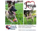 Adopt Freya a Belgian Malinois / Mixed dog in Alvarado, TX (41475212)