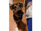 Adopt Iroh a Black - with Tan, Yellow or Fawn German Shepherd Dog / Rottweiler /