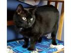 Adopt Charli a Black (Mostly) American Shorthair / Mixed (short coat) cat in New