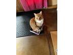 Adopt George (bonded with Madison) a Orange or Red American Shorthair / Mixed