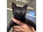Adopt Knight a Domestic Shorthair / Mixed cat in Monterey, CA (41476438)