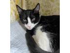 Adopt Aesara a Domestic Shorthair / Mixed cat in Mipiltas, CA (41476461)