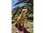 Adopt Sadie a Mixed Breed (Small) / Mixed dog in Mipiltas, CA (41476460)