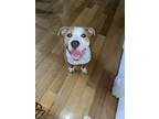 Adopt Saint Gee a Tan/Yellow/Fawn - with White American Staffordshire Terrier /