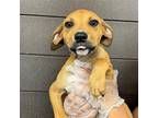 Adopt Luka a Mixed Breed (Medium) / Mixed dog in Rancho Santa Fe, CA (41257692)