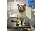 Adopt Coca-Cola a Domestic Shorthair / Mixed (short coat) cat in Duluth