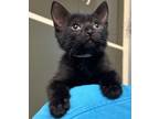 Adopt Zorro a Domestic Shorthair / Mixed cat in Monterey, CA (41476436)