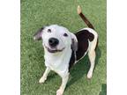 Adopt Snoopy a Labrador Retriever / Mixed dog in Little Elm, TX (41476292)