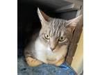 Adopt Angus a Domestic Shorthair / Mixed cat in Little Elm, TX (41476291)