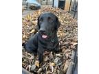 Adopt Skye a Black Labrador Retriever / Mixed dog in Olathe, KS (41476290)