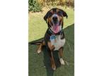 Adopt Bruno a Australian Cattle Dog / American Staffordshire Terrier / Mixed dog